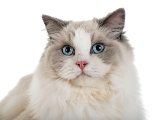 Canvas Print - ragdoll cat in studio