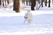 © Alexander - Beautiful dog Samoyed in the forest in the park on the snow