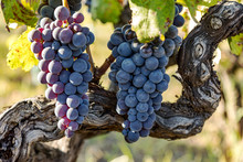 Ripe Grapes On The Vine