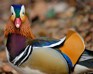 Wall Mural - Single male Mandarin Duck bird resting on grassy wetland of Biebrza river in Poland during spring nesting period