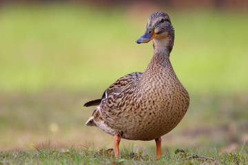 Wall Mural - Single adult female Mallard Duck bird on a grassy wetlands of the Biebrza river in Poland in early spring nesting period