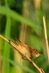 Wall Mural - Single adult Marsh Warbler bird on a reed stem in the Biebrza river wetlands in Poland in early spring nesting period