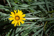 yellow flower and grey leaves