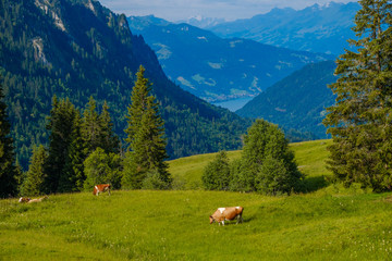 Small herd of cows graze in the Alpine meadow in Switzerland