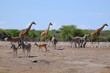 © Jerry - Giraffes, zebra and antelope at a waterhole, Etosha National Park, Namibia