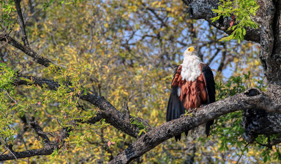 fish eagle perched in a tree in chobe reserve botswana