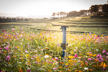 Wall Mural - Cosmos flower field and Tea farm