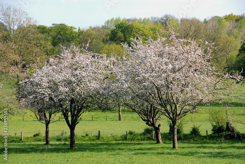 Fotografie, Obraz Pommiers en fleurs dans les prés, département de la Manche, France