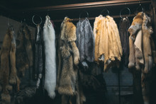 Animal Fur.  Foxes, Raccoon, Wolf, Beaver, Mink, Nutria Hanging After Processing.