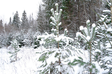 Sticker - snow covered trees