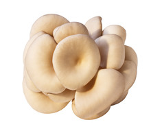 Oyster Mushrooms Isolated On White Background, Top View