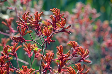 Western Australian native Red Kangaroo Paw plants, Anigozanthos, family Haemodoraceae (bloodwort family)