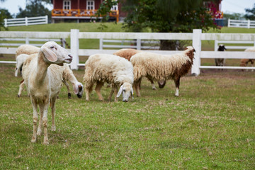 Sheeps in a meadow on green grass