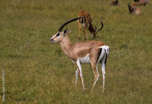 gazelle 25
