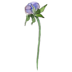 Wall Mural - Purple cosmos flower bud. Watercolor background set. Isolated cosmos flower illustration element.