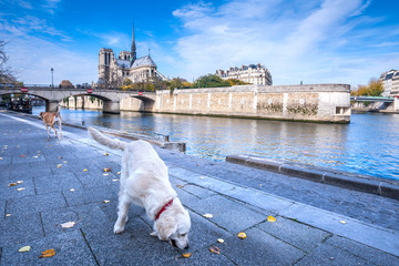 Cathedral of Notre Dame de Paris sunny autumn afternoon. Embankment of the Seine River. Two domestics dogs take a walk and relax in warm weather. Paris. France.