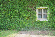 White Window On Green Wall With Climbing Plant Background