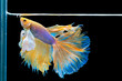 The moving moment beautiful of yellow siamese betta fish or splendens fighting fish in thailand on black background. Thailand called Pla-kad or dumbo big ear fish.