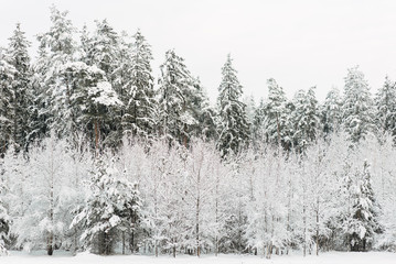 Winter beautiful landscape with trees covered with hoarfrost