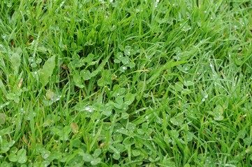 Wall Mural - clovers in grass in ireland
