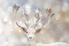 Portrait Of White Fallow Deer With Christmas Decorative Balls In Winter Time.