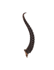 saiga horn,wild animal horn on white isolated background