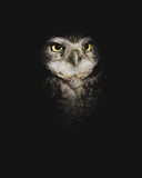 Fototapeta Zwierzęta - Wise Old Owl Lurking in the Night - Burrowing Owl in the Dark