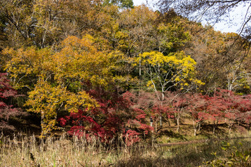 Wall Mural - Autumn leaves of Chiba city, Chiba prefecture, Japan / Izumi Nature Park in Chiba City, Chiba prefecture, Japan