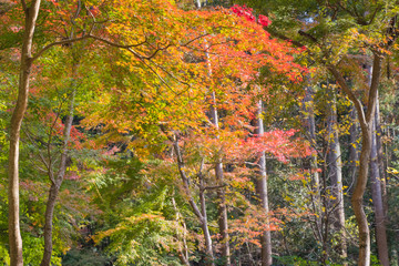 Wall Mural - Autumn leaves of Chiba city, Chiba prefecture, Japan / Izumi Nature Park in Chiba City, Chiba prefecture, Japan