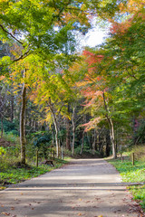Wall Mural - Autumn leaves of Chiba city, Chiba prefecture, Japan / Izumi Nature Park in Chiba City, Chiba prefecture, Japan