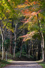 Wall Mural - Autumn leaves of Chiba city, Chiba prefecture, Japan / Izumi Nature Park in Chiba City, Chiba prefecture, Japan