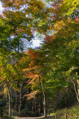 Wall Mural - Autumn leaves of Chiba city, Chiba prefecture, Japan / Izumi Nature Park in Chiba City, Chiba prefecture, Japan