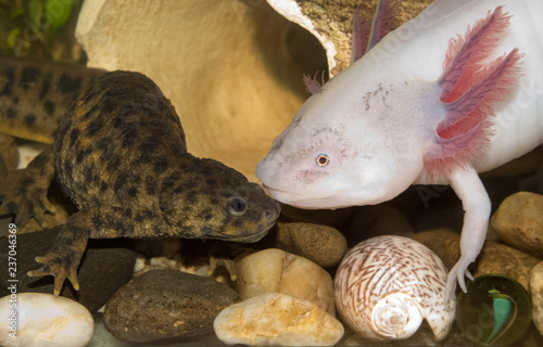 Fotografie, Obraz Underwater Spanish ribbed newt and Axolotl ( Mexican walking fish