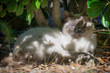 © Davide Cadeddu - Gatto che dorme nella natura