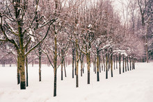 Winter View. Alley Of Trimmed Trees, Snowfall. Beautiful Forest Landscape For Nature Calendars, Prints, Posters. Light Mist, Foggy Day. Geometric Harmony, Garden Design