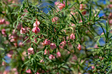 Wall Mural - Euonymus nanus ornamental poisonous plant, shrubs branches full of pink orange ripened fruits