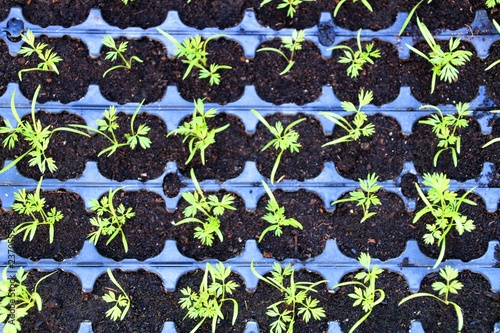 Fotografía Green buds of parsley for sale at a ecological market stall in Elche