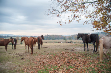 Canvas Print - Herd of horses stand on scenic farm overlook