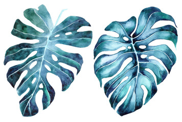 Tropical leaves set. Jungle botanical watercolor illustrations, floral elements, palm leaves and others. leaves of Monstera blue. Watercolor monstera leaves.