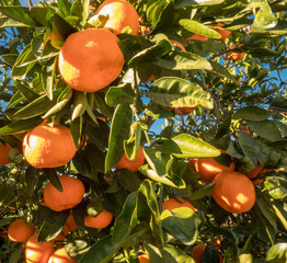 Mature mandarin fruits on tree in sunny day