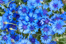 Blue Flowers Of Cornflowers