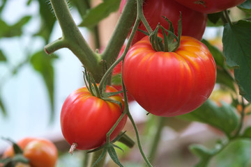 Wall Mural - Closeup of red tomatoes growing in greenhouse. Organic farming.