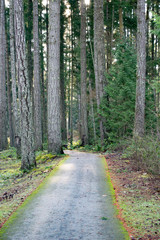 Wall Mural - winter walking path on a cold day.