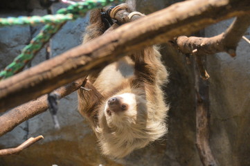 Wall Mural - Sloth on a branch