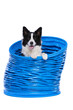 Border collie posing in a blue agility tunnel