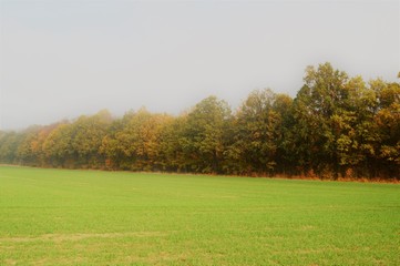 Wall Mural - autumnal park landscape with colorful foliage on the trees