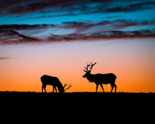 Roaming Elk In Point Reyes At Sunset