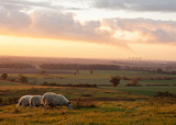Fototapeta Tęcza - sunset, sheep,power station in trent valley, lincolnshire