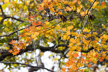 Wall Mural - Autumn leaves of Chiba city, Chiba prefecture, Japan / Izumi Nature Park in Chiba City, Chiba prefecture, Japan