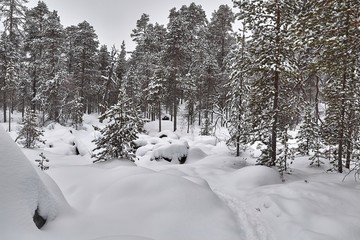 Wall Mural - Winter Snowy Landscape